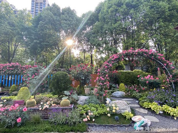 德陽(yáng)月季市花文化和景觀(guān)圖集(圖4)