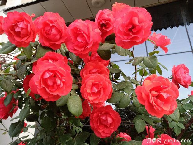 晉中月季市花文化和景觀(guān)圖集(圖2)