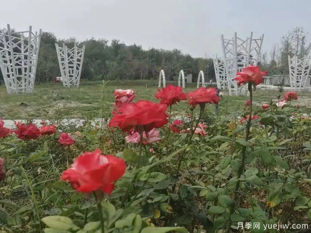 運城月季市花文化和景觀(guān)圖集(圖3)