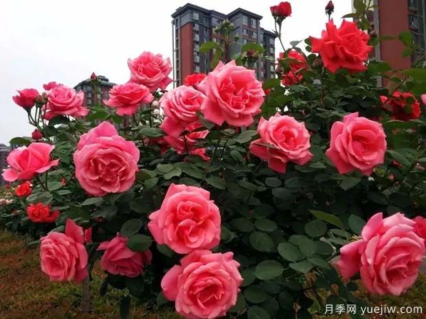 韓城月季市花文化和景觀(guān)圖集(圖1)