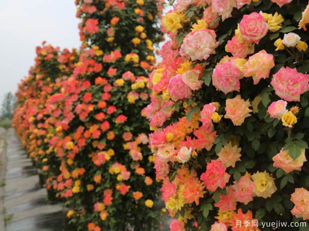 渭南月季市花文化和景觀(guān)圖集(圖2)