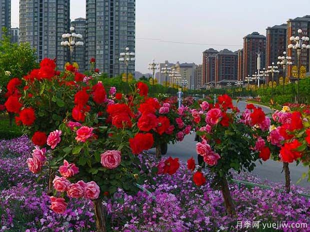 韓城月季市花文化和景觀(guān)圖集(圖3)