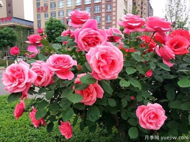 渭南月季市花文化和景觀(guān)圖集(圖1)