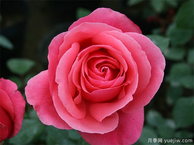 rose是什么，玫瑰和月季的區別到底在哪！(圖1)