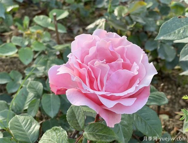 陽(yáng)臺盆栽植物施肥辦法(圖1)