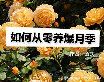 月季圖書(shū)：藍妖《如何從零養爆月季》(圖1)