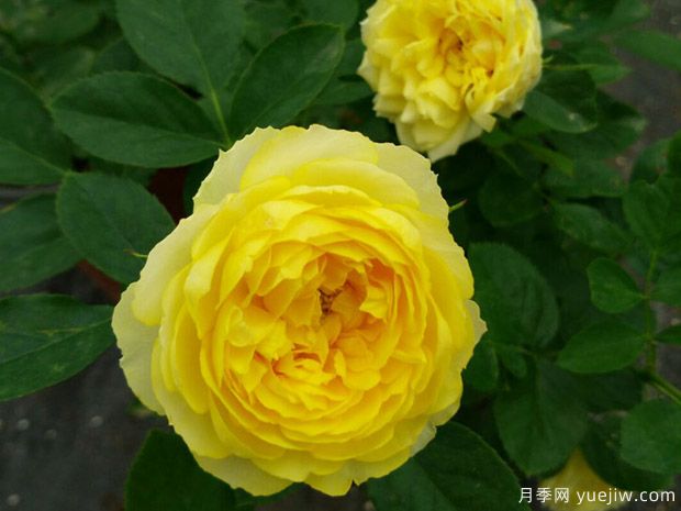 勤花耐熱，開(kāi)花機器，花友推薦金絲雀月季(圖1)