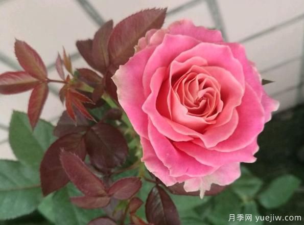 專(zhuān)屬12星座的月季花，你的星座是什么月季(圖3)