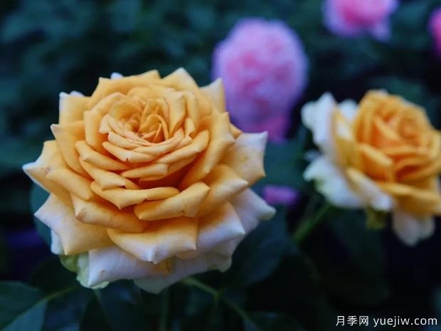 10月北方氣溫驟降，苗木應該如何養護管理？(圖1)