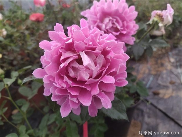 5個(gè)獨一無(wú)二的紫色月季花，喜歡嗎(圖3)