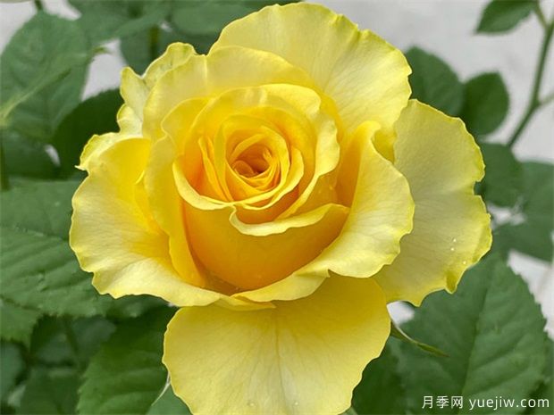 就是她，集優(yōu)點(diǎn)于一身的貝殼月季(圖1)