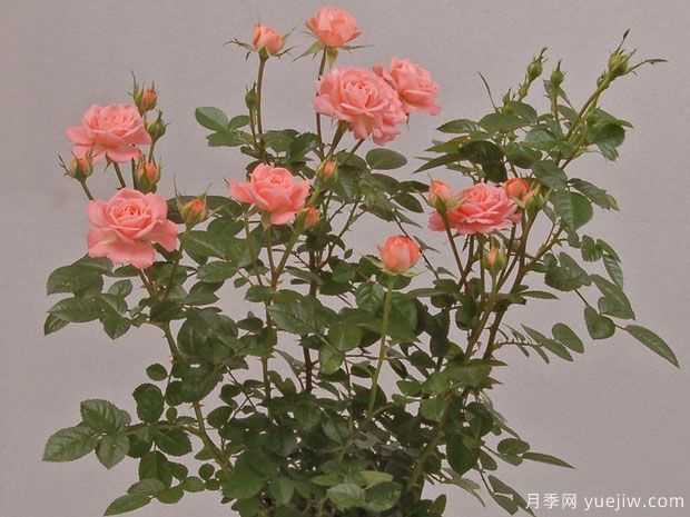 三文魚(yú)陽(yáng)臺月季(圖4)