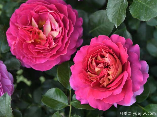 推薦11個(gè)香味濃郁的月季品種，開(kāi)花令人陶醉(圖7)