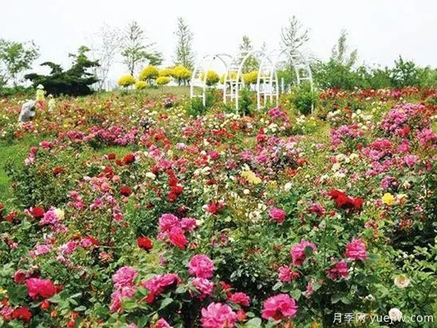 錦州月季市花文化和景觀(guān)圖集(圖1)