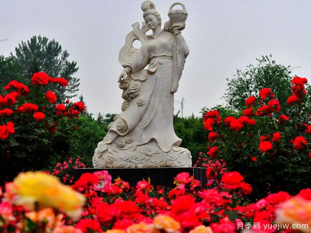 煙臺月季市花文化和景觀(guān)圖集(圖3)