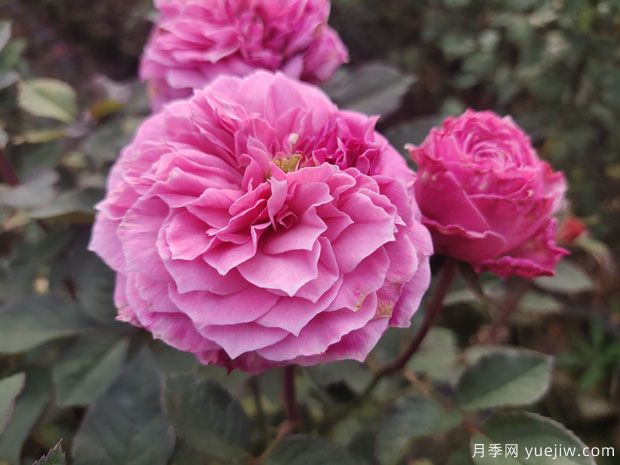 花盆種月季如何長(cháng)好？挑品種澆好水施好肥(圖1)