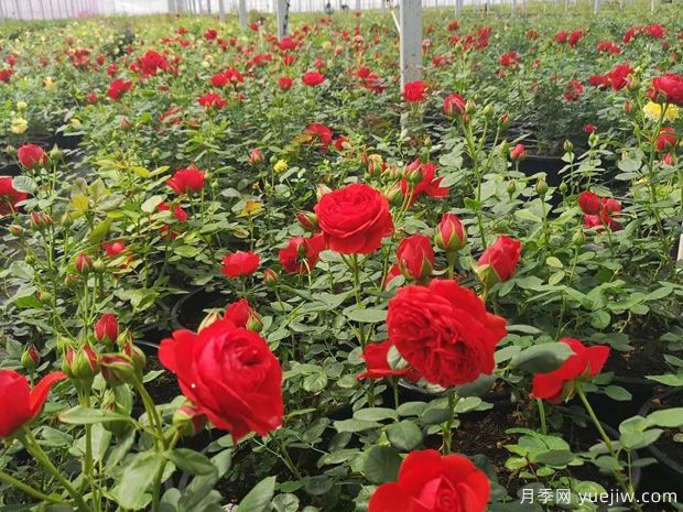 邯鄲月季市花文化和景觀(guān)圖集(圖4)