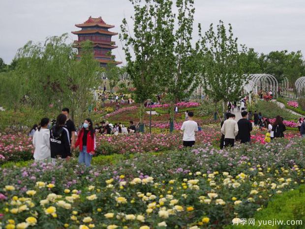 濟寧月季市花文化和景觀(guān)圖集(圖3)