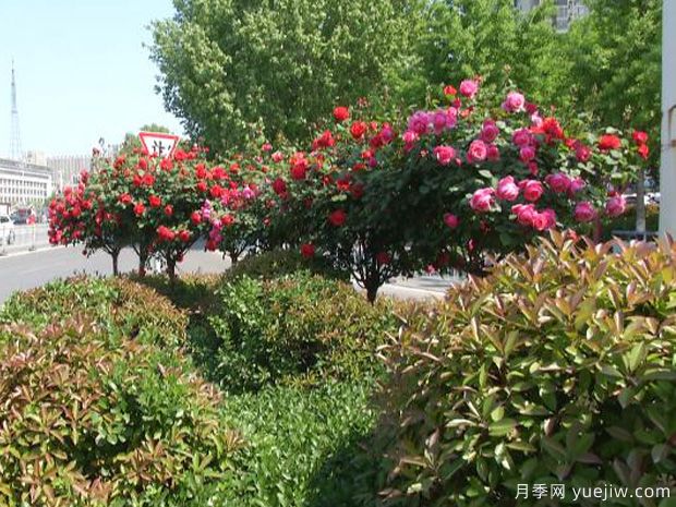 濟寧月季市花文化和景觀(guān)圖集(圖4)