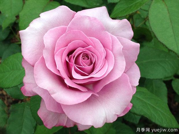 又香又美！全球***香月季10大排行榜(圖17)