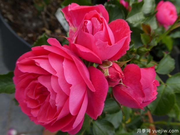 粉色花環(huán)月季/莫恩莫恩/粉紅陽(yáng)臺/粉色門(mén)廊(圖2)