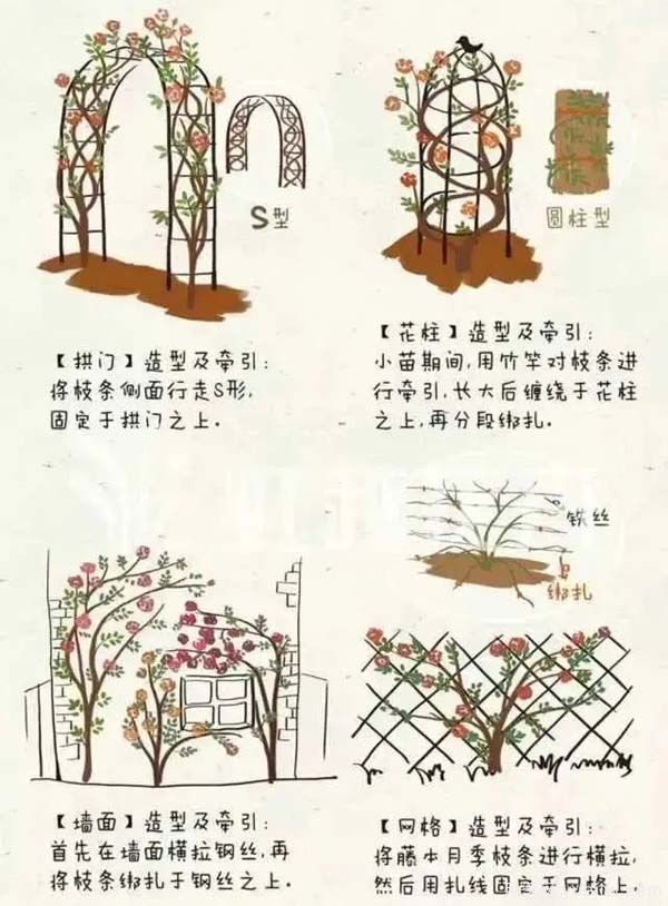 2月是月季的***后冬剪時(shí)間，來(lái)份月季修剪寶典(圖4)