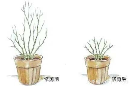 2月是月季的***后冬剪時(shí)間，來(lái)份月季修剪寶典(圖3)