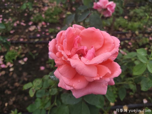 春季花卉月季出現的這些病蟲(chóng)害，要及時(shí)處理(圖1)