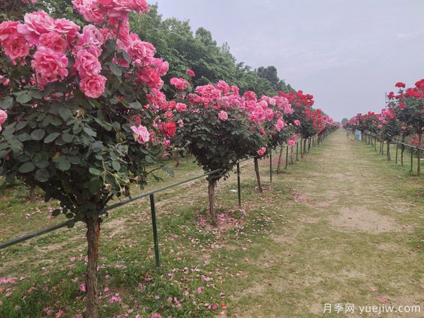 春季栽樹(shù)，挖好樹(shù)穴很重要(圖1)