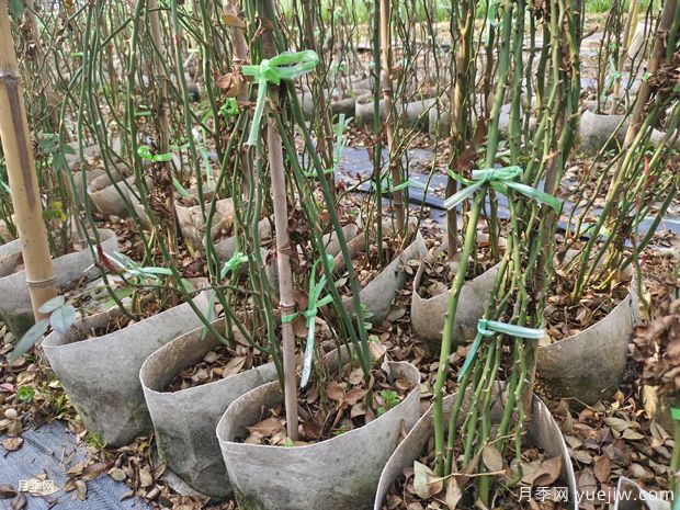 藤本月季批發(fā)基地，3月1.8米高爬藤價(jià)格(圖2)