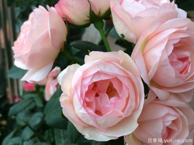 草莓杏仁餅月季的優(yōu)缺點(diǎn)是什么？(圖1)