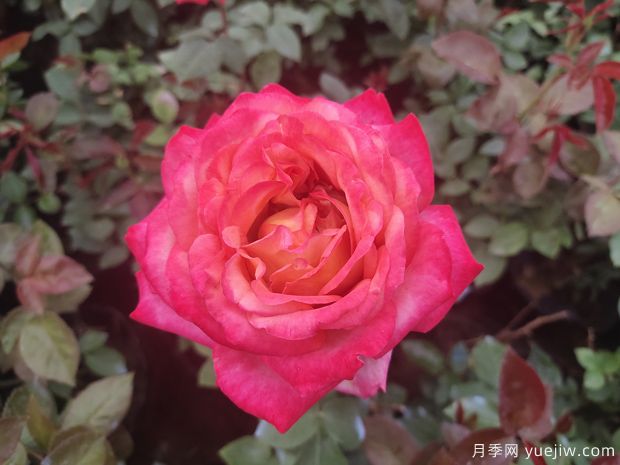 十多個(gè)常見(jiàn)花卉養護要點(diǎn)大科普(圖1)