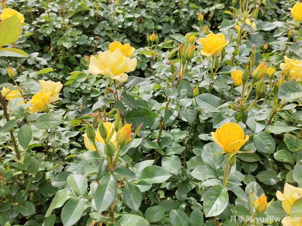 4月做好養護工作，讓月季輕松爆花(圖1)
