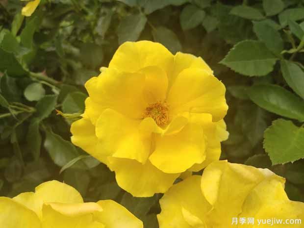 8個(gè)優(yōu)秀豐花月季品種，一株花滿(mǎn)枝頭(圖3)