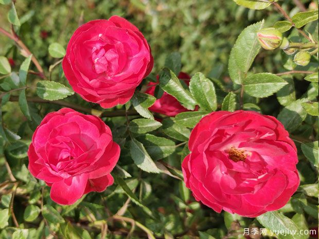 紅木香月季，低維護，花量大，花期長(cháng)，一顆爬滿(mǎn)墻(圖1)
