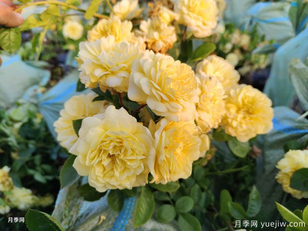 爆花黃色豐花月季綠化濕地景觀(guān)(圖1)