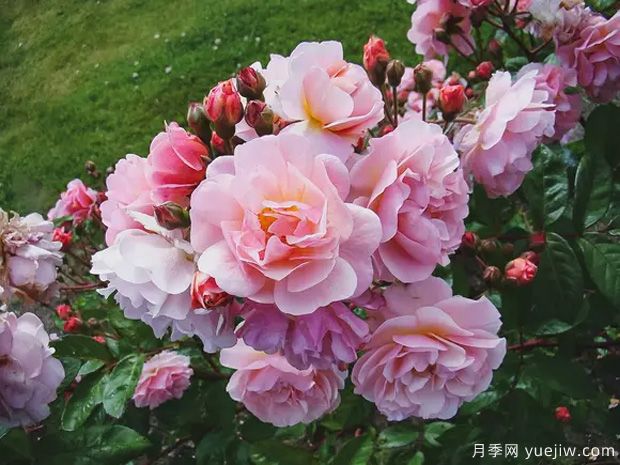 科內莉亞月季/科尼麗婭月季(圖2)