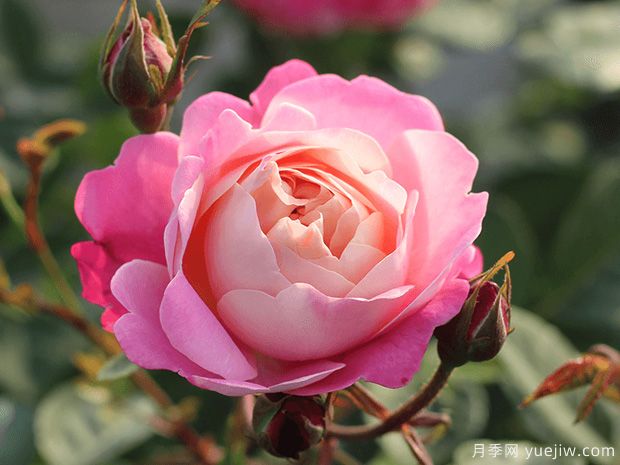 推薦8種豐花月季品種，抗病性強、花色美麗(圖3)