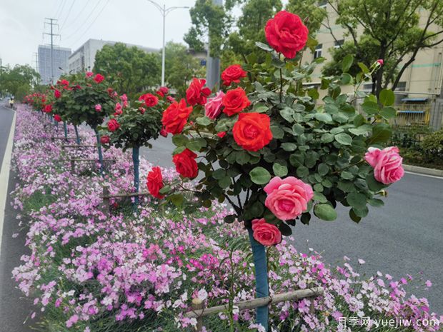 蕪湖月季市花文化和景觀(guān)圖集(圖2)