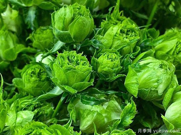 結綠珍月季(圖1)