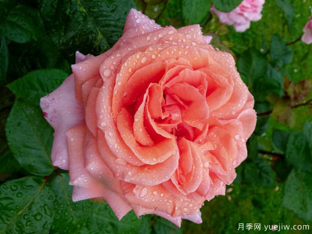 莫萊納之愛(ài)月季(圖1)