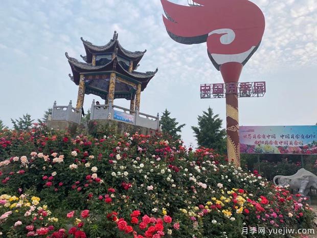 南陽(yáng)臥龍區壯大月季產(chǎn)業(yè) 綻放美麗經(jīng)濟(圖1)