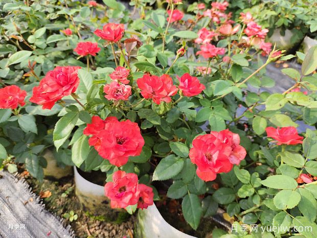 北京紅豐花月季大杯和中杯盆栽供應采購(圖1)