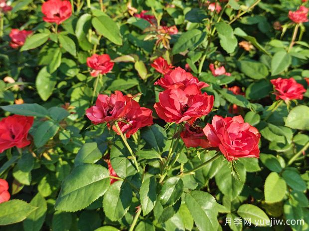 北京紅豐花月季大杯和中杯盆栽供應采購(圖3)