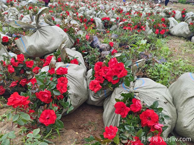 北京紅豐花月季大杯和中杯盆栽供應采購(圖2)