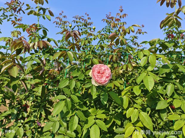 2米高粉龍月季網(wǎng)片批發(fā)，打造爆款花墻(圖1)