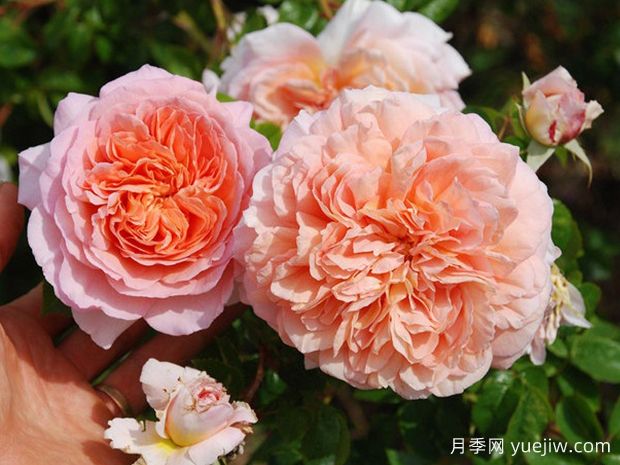 分享罕見(jiàn)的月季花品種，你見(jiàn)過(guò)嗎(圖1)
