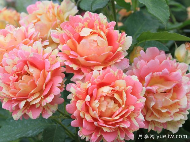 熙篤會(huì )之花月季/西多會(huì )教士月季(圖1)