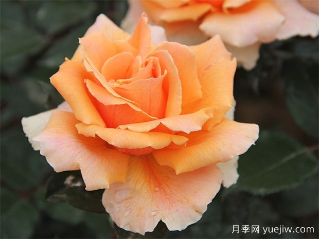 大花月季如何剪枝？開(kāi)的更加茂盛美麗(圖1)