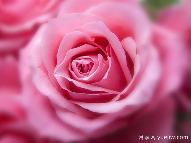 大花月季開(kāi)花時(shí)間有哪些因素的影響？(圖1)